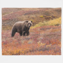 Search for denali national park Grizzly