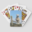 Search for sheep playing cards Ewes