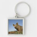 Search for baby pigs key rings Nature