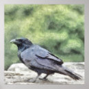 Search for crows posters Wildlife