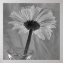 Search for black and white daisy posters Botanical