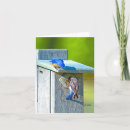 Search for bluebird cards Photograph