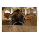 Search for adams photography Cattle