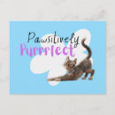 Search for pedro postcards Cat