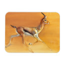 Search for 2010 magnets Antelope