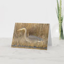 Search for juvenile cards Nature photography