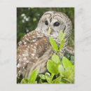 Search for barred postcards Wildlife