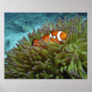 Search for underwater posters Anemone