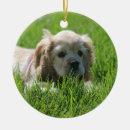 Search for buff christmas tree decorations Cocker spaniel