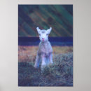 Search for newborn the posters Lamb