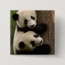 Search for giant panda badges China