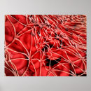 Search for conceptual posters Physiology