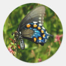 Search for black swallowtail butterfly stickers Insect