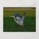 Search for great blue postcards Heron