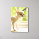 Search for chihuahua dog canvas prints Animal