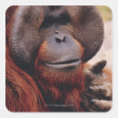 Search for mammal stickers Portrait