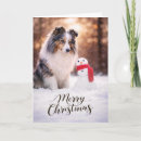Search for sheltie christmas cards Shetland sheepdog