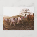 Search for barnyard postcards Nature