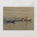 Search for merganser duck Mergansers