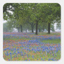 Search for texas blues stickers Flower
