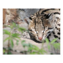 Search for ocelot posters Wildlife