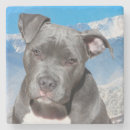 Search for pit bull coasters Animals