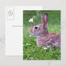Search for rabbit photography Rabbits