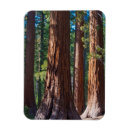 Search for tree trunk magnets California