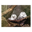Search for owl lovers posters Bird lover