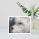 Search for missing pet supplies Animal