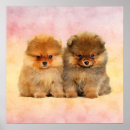 Search for pomeranian puppy posters Pomeranians