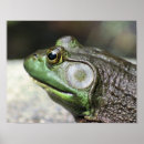 Search for frogs photography Bullfrog