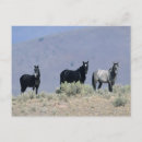 Search for mustang wild horses postcards Bob langrish