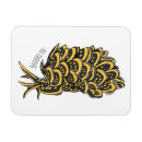 Search for mollusks magnets Gastropod