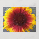 Search for flower postcards Vibrant