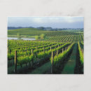 Search for grapevines Rural