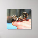 Search for moth canvas prints Animals