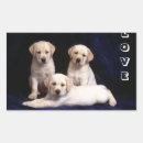 Search for yellow labrador stickers Retriever
