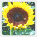Search for yellow sunflower stickers Wildflower
