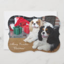 Search for cavalier king charles spaniel christmas cards Dog