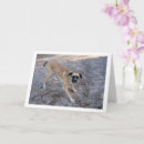 Search for ready cards Dogs