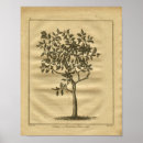 Search for herbal medicine posters Herbs