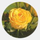 Search for beautiful yellow rose stickers Flower