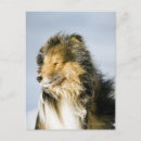 Search for shetland sheepdog postcards Puppy