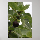 Search for fig art posters Tree