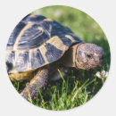 Search for tortoise stickers Reptile