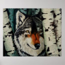 Search for grey wolves posters Forest