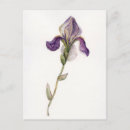 Search for iris postcards Illustration