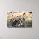 Search for baboon canvas prints Outdoors