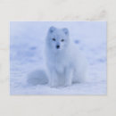 Search for north pole postcards Arctic